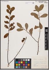 Foto von Salix aurita L.